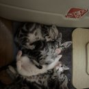 라마지샤 이미지