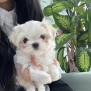 오아이펫강아지고양이