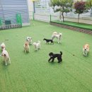멍멍아학교가자 (대곡점) | 대구 달서구 애견호텔, 애견유치원 - 멍멍아학교가자 대곡점