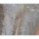 남항진동 이미지