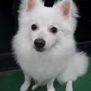 독앤걸즈 이미지