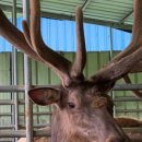 대성산 사슴농장 이미지