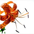 가림산둘레길 이미지