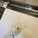 스파보드레 이미지