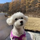 중독(DOG) 이미지