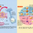 코엔자임Q10 이미지