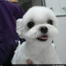 스마트동물병원 성북길음점 이미지