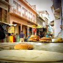 [인도 스케치 여행]번외편 - 채식도시 푸쉬카르, 너무나 맛있는 '고기 없이 만드는 고기요리' 이미지