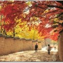 고들빼기연구회