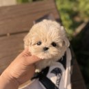 스타일독앤캣 강아지고양이 경기광주점 | 경기도광주강아지분양 믿을수있는곳을 찾았습니다