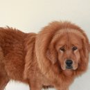 짱오농장 이미지