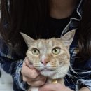 고양이에개 | 고냥냥개냥냥 고양이 치석 치약 후기