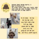 땡일리 애견 유치원 이미지