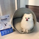 보리청정유통 | 내돈내산 국내산 유기농 가수분해 밀웜 저알러지 인디고강아지사료 급여 후기