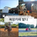 장군목장 | 성산일출봉 맛집] 당근주기, 승마체험, 이색자전거 모두 즐길 수 있는 카페 &#34;목장카페 밭디&#34; (애견동반)