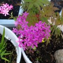 부티아블랙 이미지