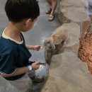 시흥 쥬뗌므 키즈랜드 후기 : 시흥키즈카페 동물체험 가능한 실내동물원 아이랑 갈만한곳 시흥 이색카페...