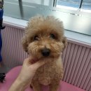 꽃단장 애견미용실 이미지