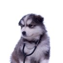 도담동물의료센터 이미지