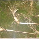 산삼수산 이미지