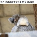 코알라 이미지
