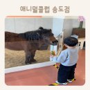 커브스 송도클럽 | 애니멀클럽 송도점 :: 송도 동물먹이체험 + 키즈카페 한번에 즐기기 좋은 곳 / 송도 아기랑 가볼만한 곳...