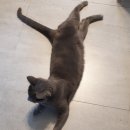 동촌캣 이미지