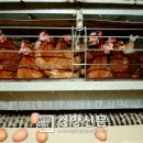 경향농장 이미지