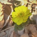 생일면-2 이미지