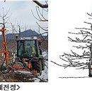 사과 재배기술 정보 이미지