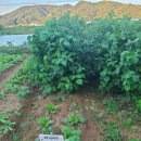 라자다방 이미지