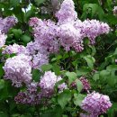 신점선생묘 이미지