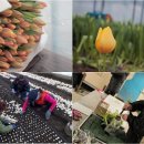 농업회사법인(주)제주향 | 농업회사법인 화림 (튤립농장)📍한국남사화훼집하장유통센터📍세계농원📍제이앤비농원📍농업회사법인 (주)제주