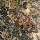 주걱끈끈이주걱 Drosera spathulata Labill.-＞좀끈끈이주걱 이미지