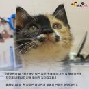 마성의냥이