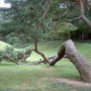 탈해왕릉 이미지