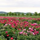 황강생태공원2 이미지