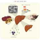 특정자가면역질환의 정의 및 진단확정[특정자가면역질환 진단비 특별약관] 이미지