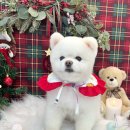 스마일댕댕 이미지