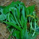 민들레쌈밥 이미지