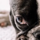 베이지동물병원 이미지