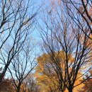 황금비늘 테마거리 이미지