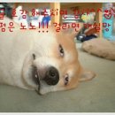 향촌칡냉면 이미지