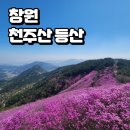 천주산 등산로변(천주암) | 창원 천주산 진달래 최절정 개화시기 등산 코스