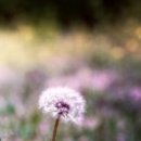 이른봄의 서정 이미지