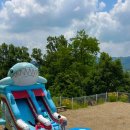 비행기나무 이미지