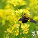 유채와바다 이미지