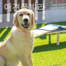 베일리애견풀빌라펜션 이미지