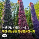유림-5 | 유림공원 유성봄꽃전시회 일정 주차장 동선 실시간 개화 총정리