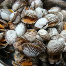 꼬막꼬막 이미지